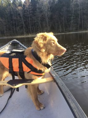 Rådgiver Socialist Vibrere Paddla med hund - Kajak & Uteliv