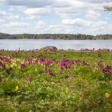 ängsö i blom