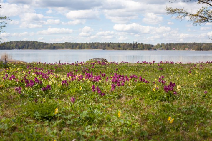 ängsö i blom