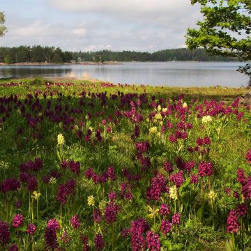 orkidéer ängsö