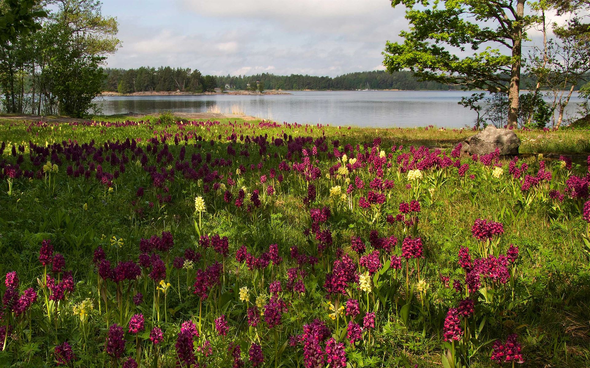 orkidéer ängsö